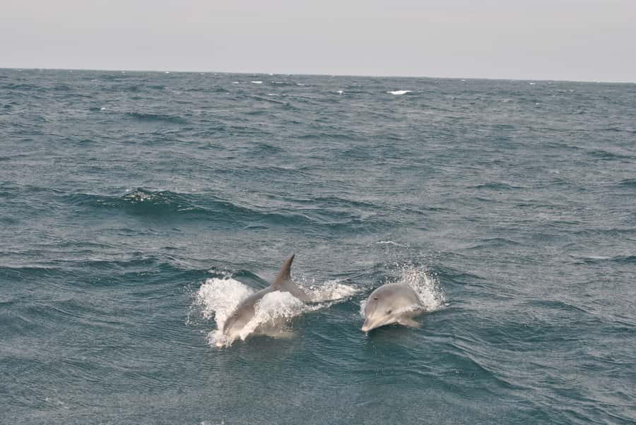 Durban: Durban: Whale and Dolphin Watching Boat Tour - The guides and the value of good commentary