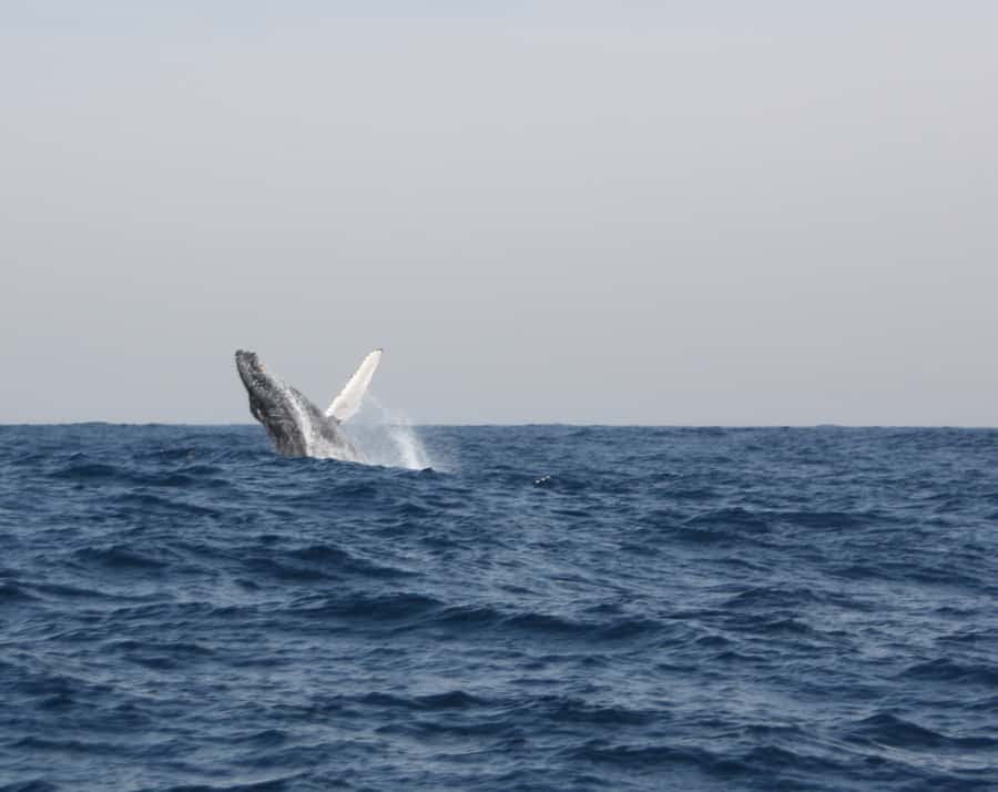 Durban: Durban: Whale and Dolphin Watching Boat Tour - Is $102 a fair price?