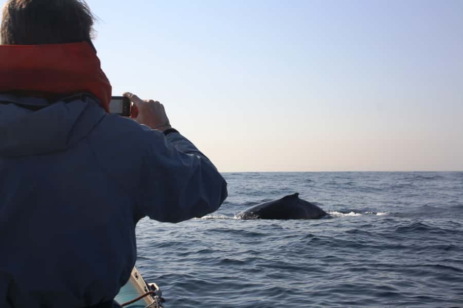 Durban: Durban: Whale and Dolphin Watching Boat Tour - Should you book this Durban whale tour?