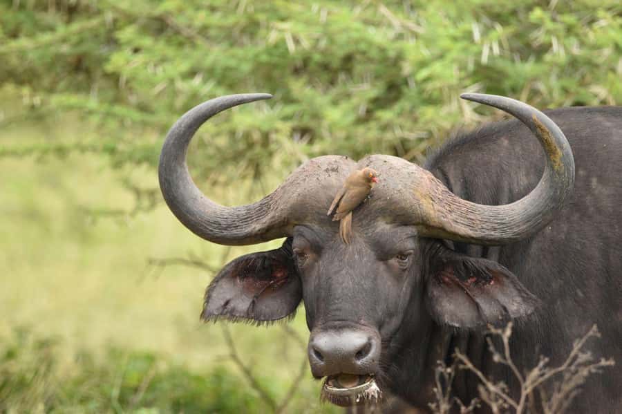 Durban: Full Day Hluhluwe-iMfolozi Game Reserve with lunch - Why this reserve is worth the long ride