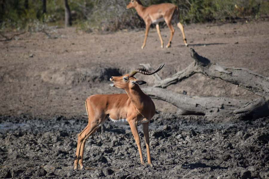 Durban: Full Day Hluhluwe-iMfolozi Game Reserve with lunch - First wildlife drive: about 3.5 hours inside the park