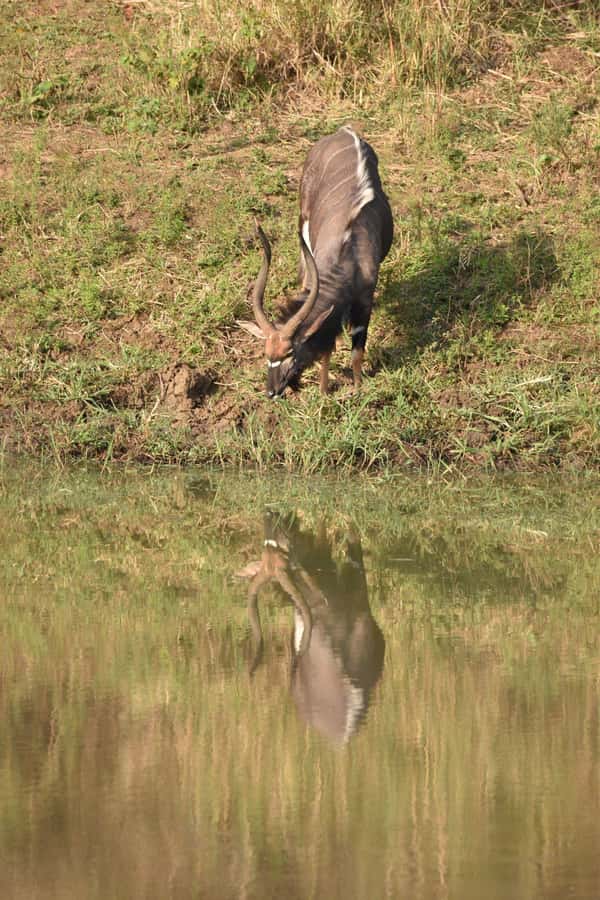 Durban: Full Day Hluhluwe-iMfolozi Game Reserve with lunch - Lunch at Hilltop Camp and a useful pause