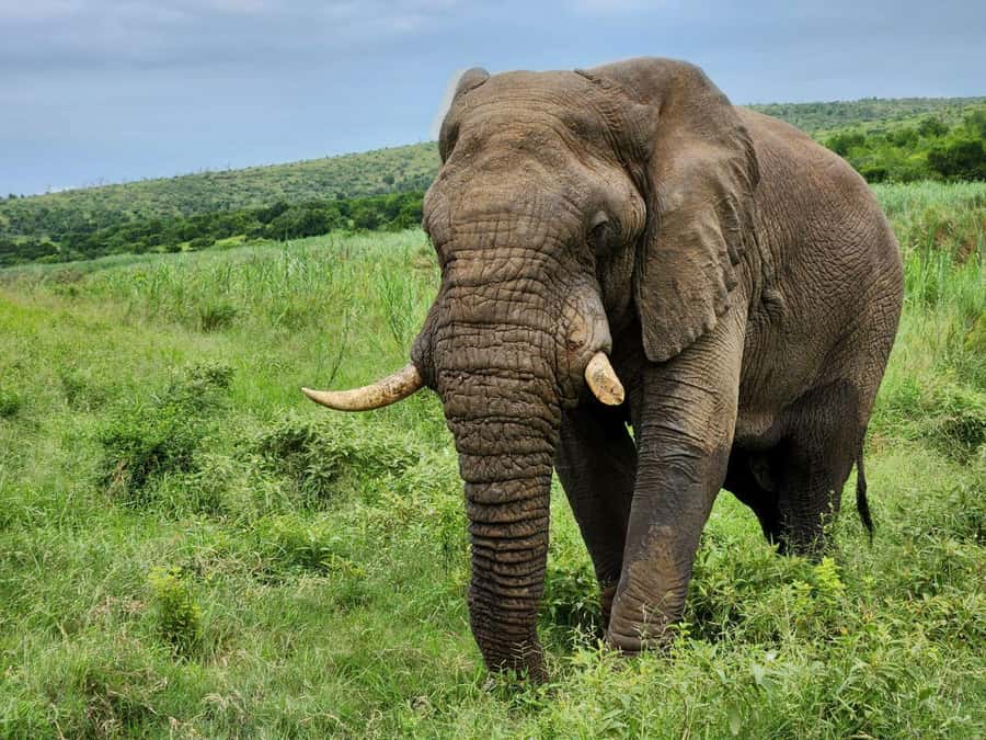 Durban: Full Day Hluhluwe-iMfolozi Game Reserve with lunch - The early pickup from Durban