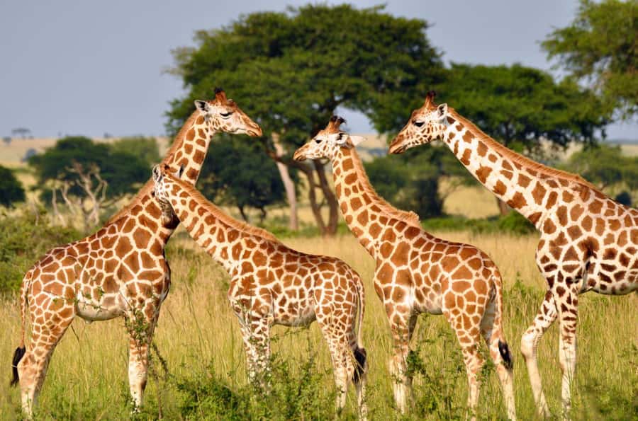 Durban: Half Day Phezulu Safari Park and Durban City Tour - Key points to know before booking