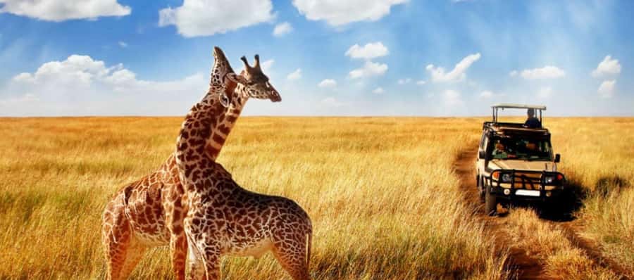 Durban: Half Day Phezulu Safari Park and Durban City Tour - Who will get the most from this tour?
