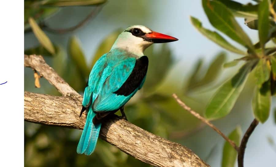 Durban: Half Day Phezulu Safari Park and Durban City Tour - Booking, timing, and simple preparation