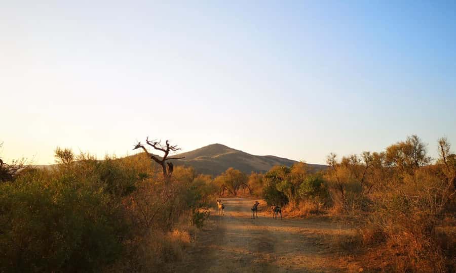Durban: Hluhluwe Big 5 Safari with Pro Zeiss Binoculars - Key points at a glance