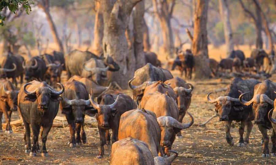 Durban: Hluhluwe Big 5 Safari with Pro Zeiss Binoculars - The morning drive on the Imfolozi side