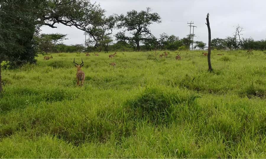 Durban: Hluhluwe Big 5 Safari with Pro Zeiss Binoculars - The afternoon drive through Hluhluwe