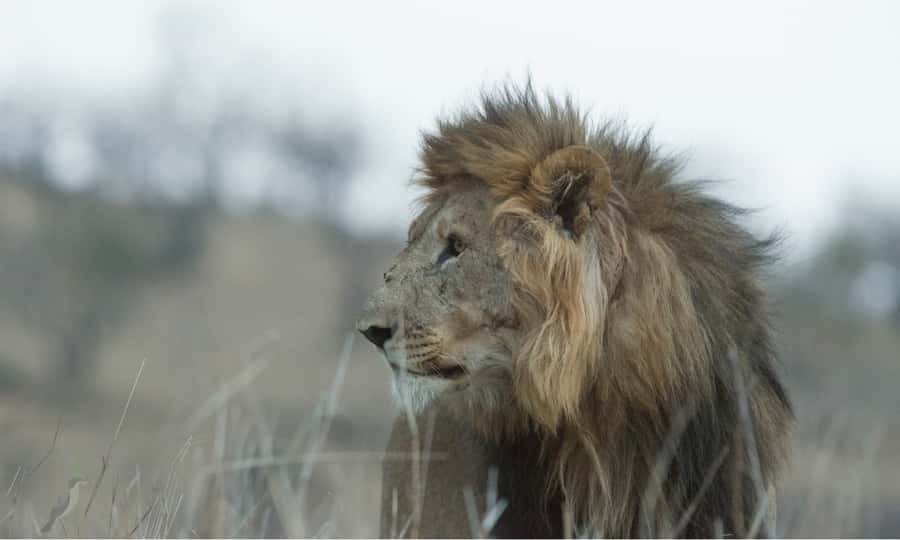 Durban: Hluhluwe Big 5 Safari with Pro Zeiss Binoculars - The value of the $202 price