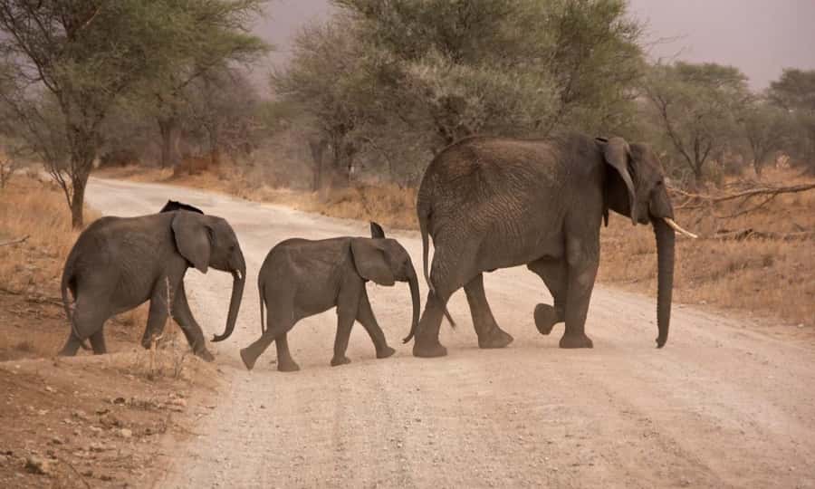 Durban: Hluhluwe Big 5 Safari with Pro Zeiss Binoculars - Who should book this safari