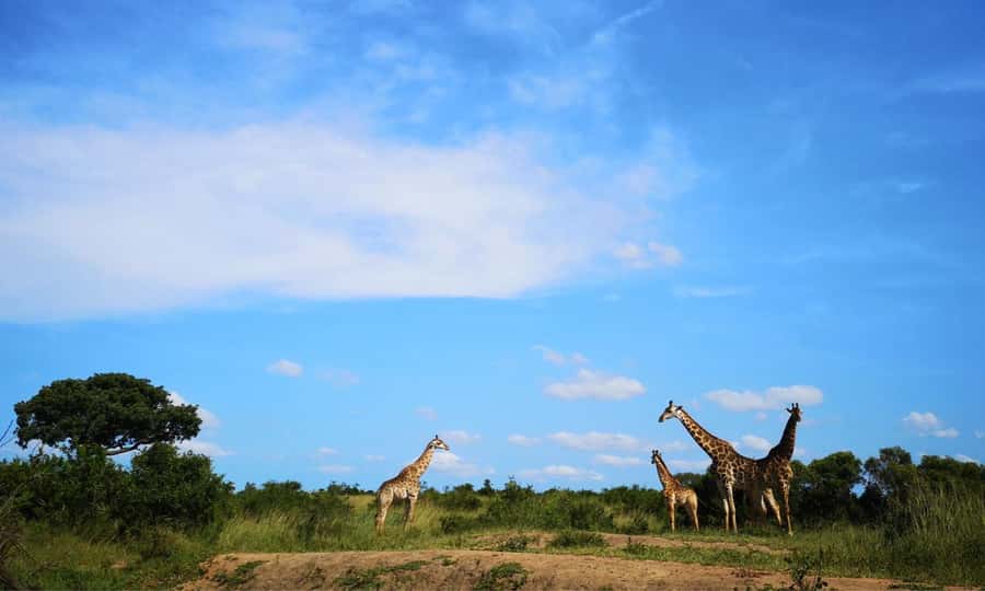 Durban: Hluhluwe Big 5 Safari with Pro Zeiss Binoculars - Leaving Durban at 5 am