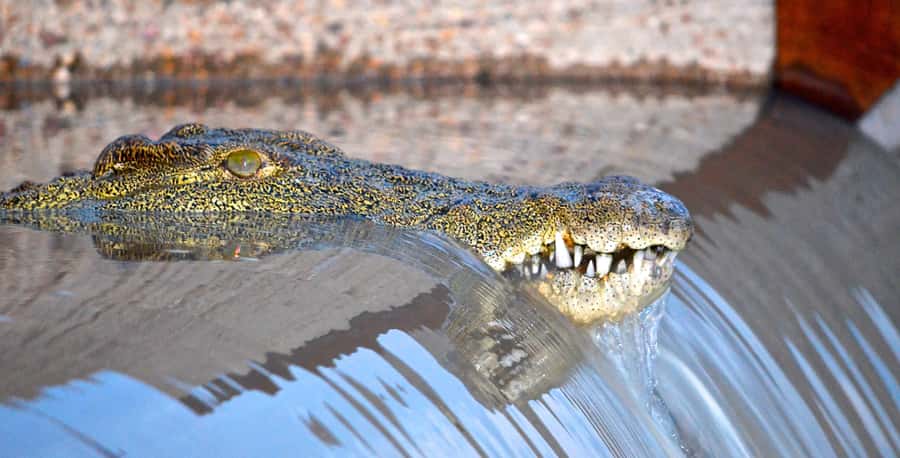 Durban: Hluhluwe Imfolozi Safari & iSimangaliso Tour - Key points at a glance