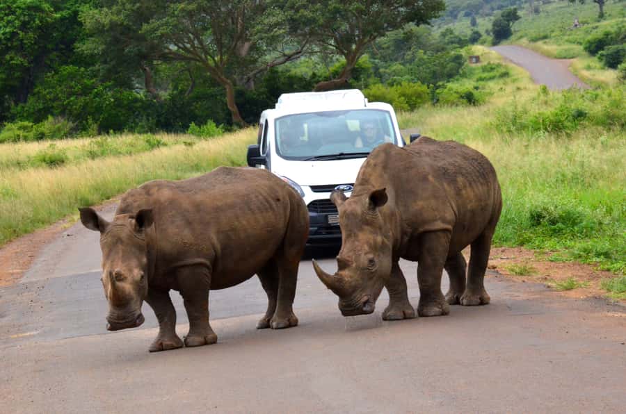 Durban: Hluhluwe Imfolozi Safari & iSimangaliso Tour - Why this Durban day trip is different