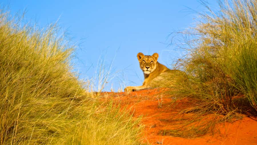 Durban: Hluhluwe Imfolozi Safari & iSimangaliso Tour - From the wetland to Hluhluwe-Imfolozi