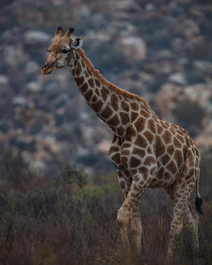 Early Morning Safari Big Five Experience Near Cape Town, SA - A Cape Town safari that starts before sunrise