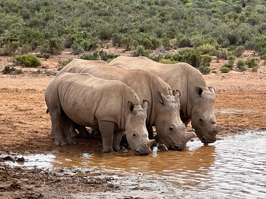 Early Morning Safari Big Five Experience Near Cape Town, SA - Searching for the Big Five over 2.5 to 3 hours