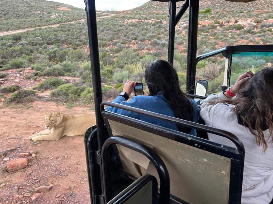 Early Morning Safari Big Five Experience Near Cape Town, SA - Is $342 per person fair value?