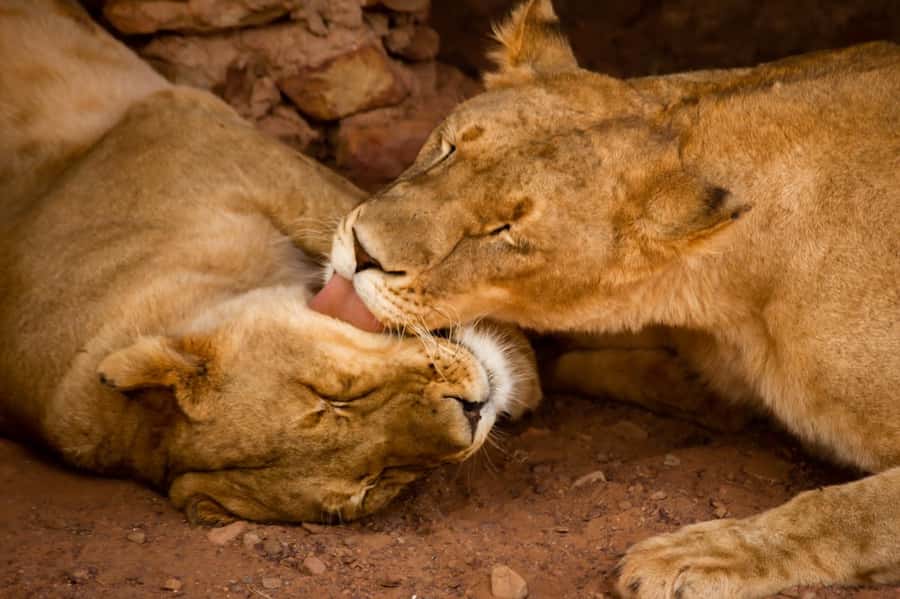 Early Morning Safari Big Five Experience Near Cape Town, SA - The return to Cape Town around 13:00