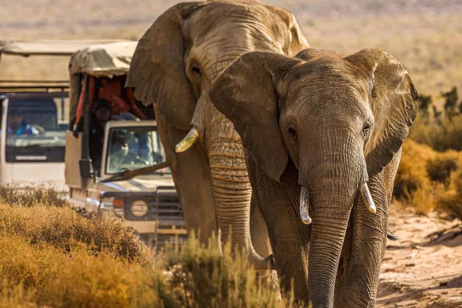Early Morning Safari Big Five Experience Near Cape Town, SA - Breakfast before the open-vehicle drive