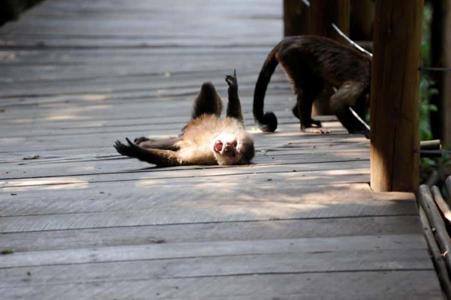 Elephant & Monkey Santuary with Lion Park Tour - Key points to know before booking