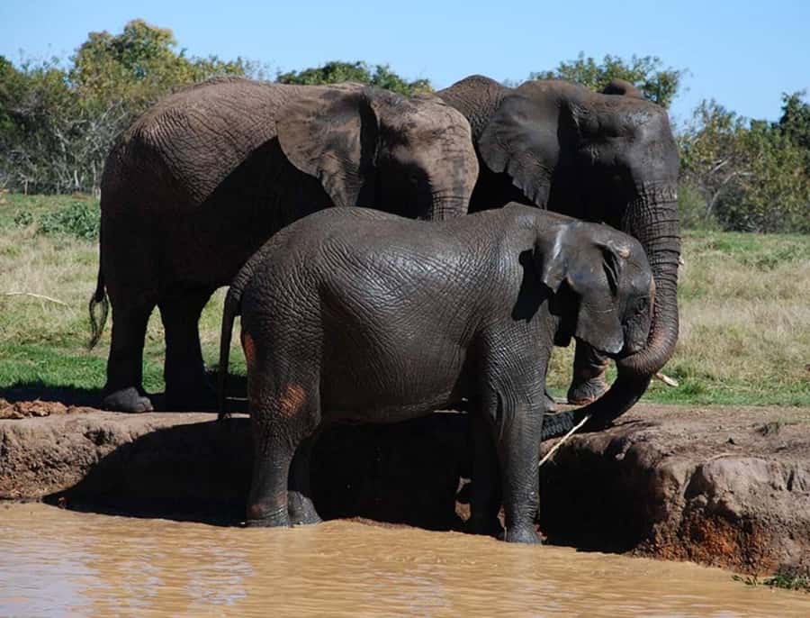 Elephant & Monkey Santuary with Lion Park Tour - Two hours at Lion and Safari Park