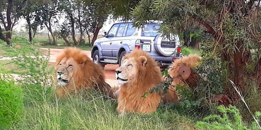 Elephant & Monkey Santuary with Lion Park Tour - Lunch needs a clear answer