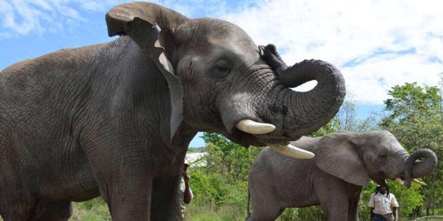 Elephant & Monkey Santuary with Lion Park Tour - Who should book this wildlife combination?