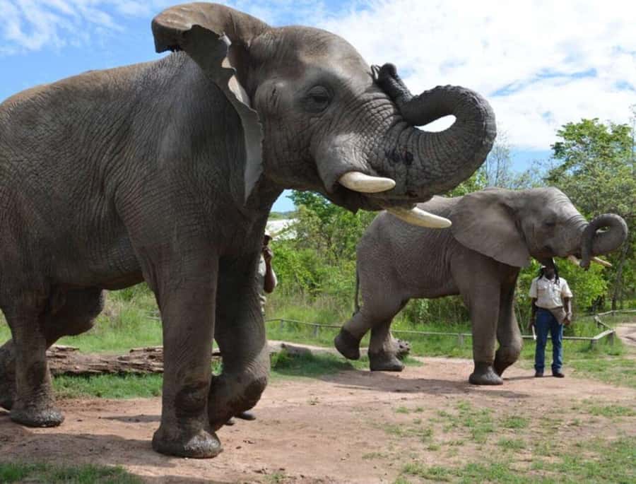 Elephant & Monkey Santuary with Lion Park Tour - Starting from Johannesburg at about 8 a.m.