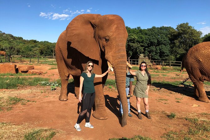 Elephant Sanctuary Tour from Johannesburg - Walking Beside Gentle Giants