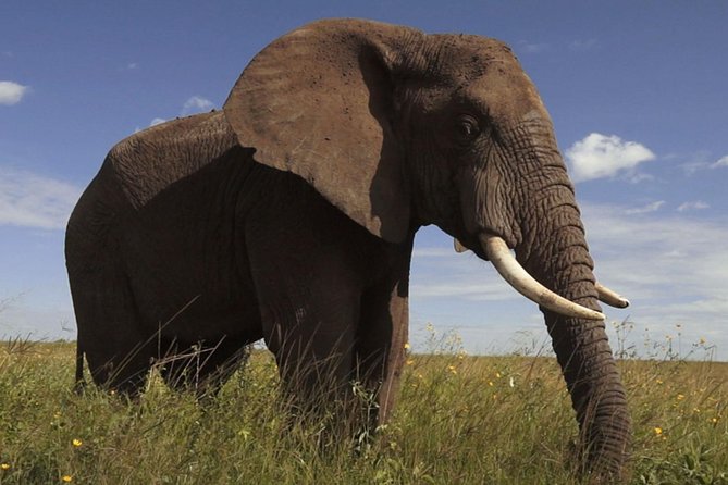 Elephant Sanctuary Tour from Johannesburg - The Conservation Talk Adds Meaning