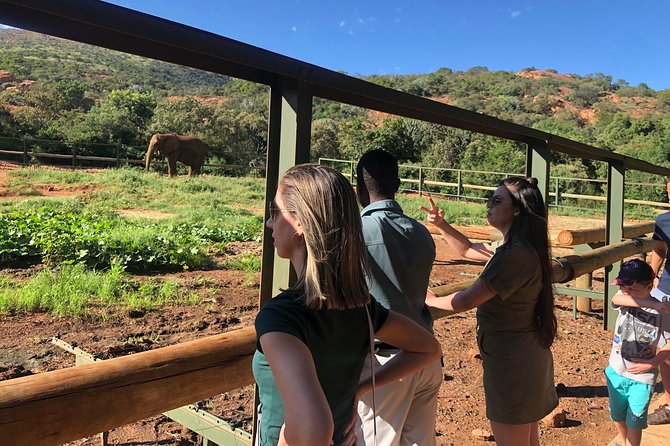 Elephant Sanctuary Tour from Johannesburg - What the Two-Hour Sanctuary Visit Feels Like