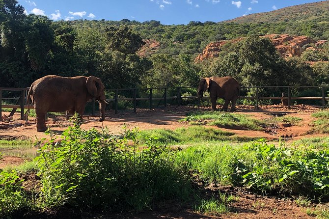 Elephant Sanctuary Tour from Johannesburg - Is $245 a Fair Price?