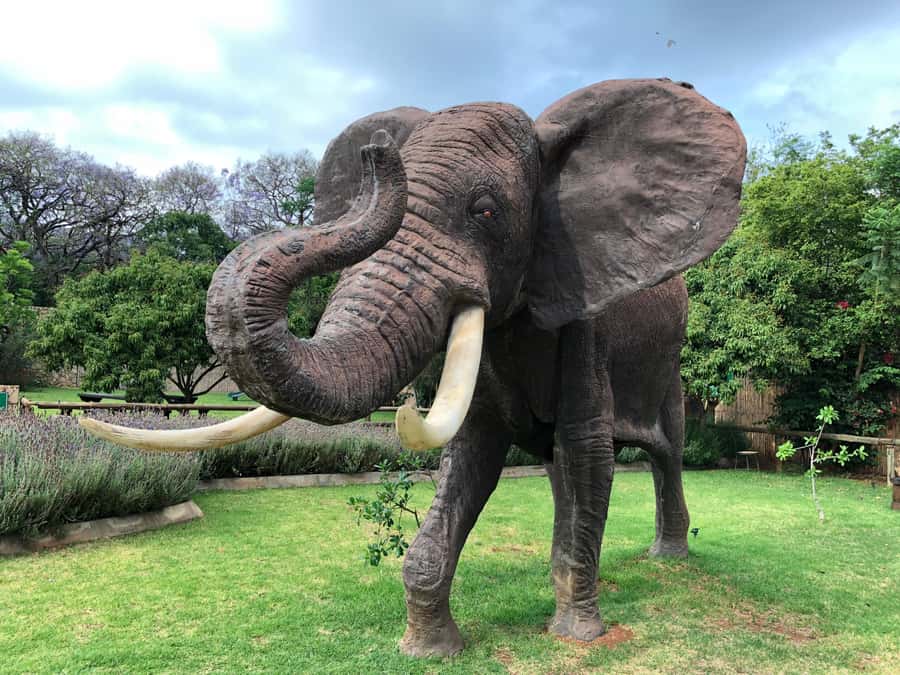 Elephant Sanctuary Tour from Johannesburg - Should You Book It?