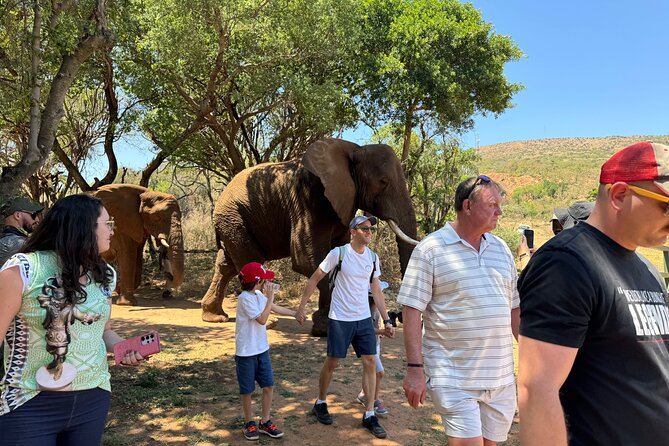 Elephant Sanctuary Tour from Johannesburg - Feeding the Elephants
