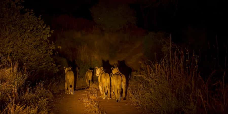 Evening Pilanesberg Safari Tour from Sun City - Why an evening drive changes the safari