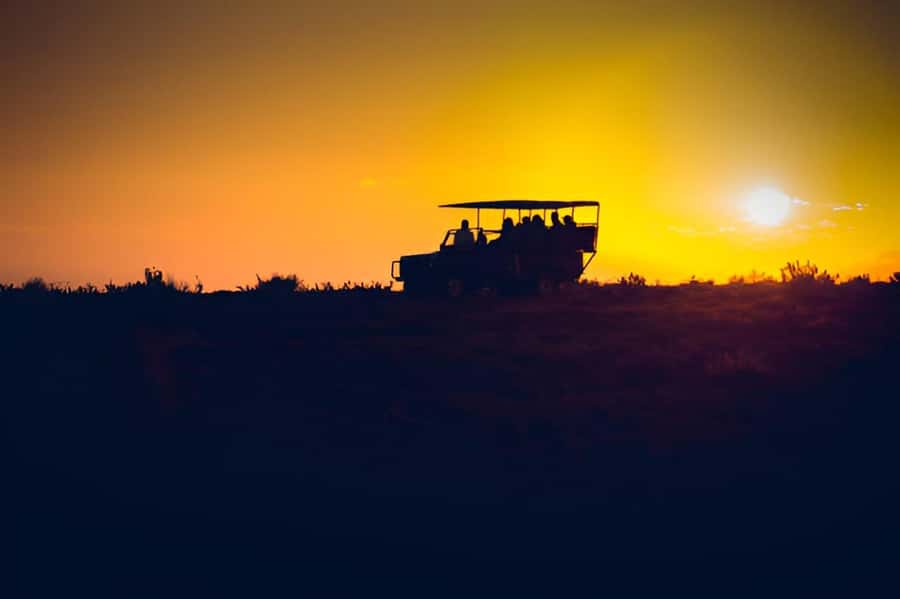 Evening Pilanesberg Safari Tour from Sun City - What you might see near sunset