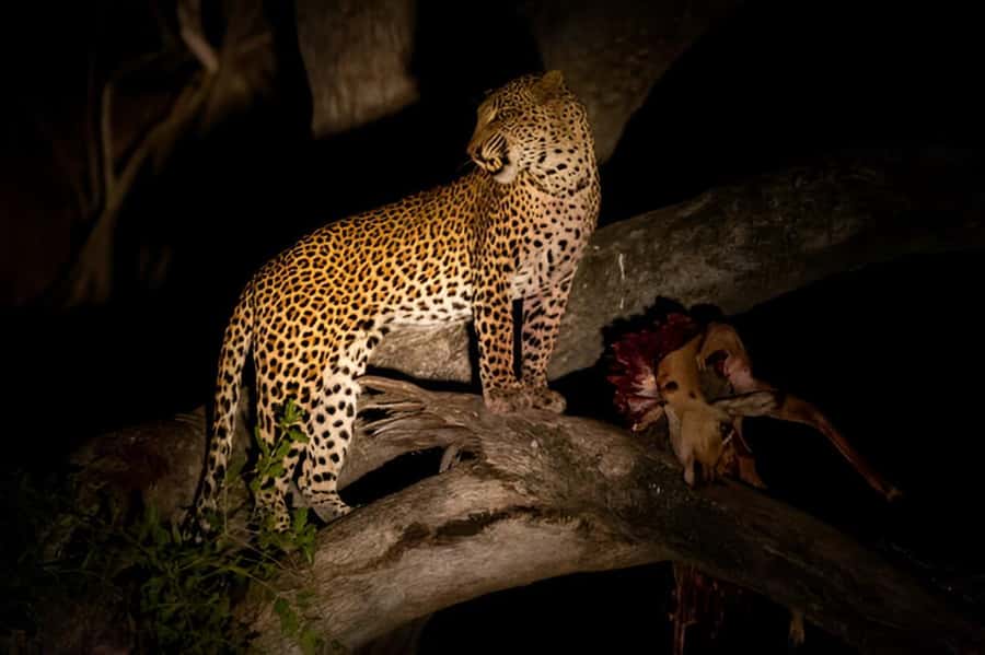 Evening Pilanesberg Safari Tour from Sun City - The real price: $59 plus the conservation fee