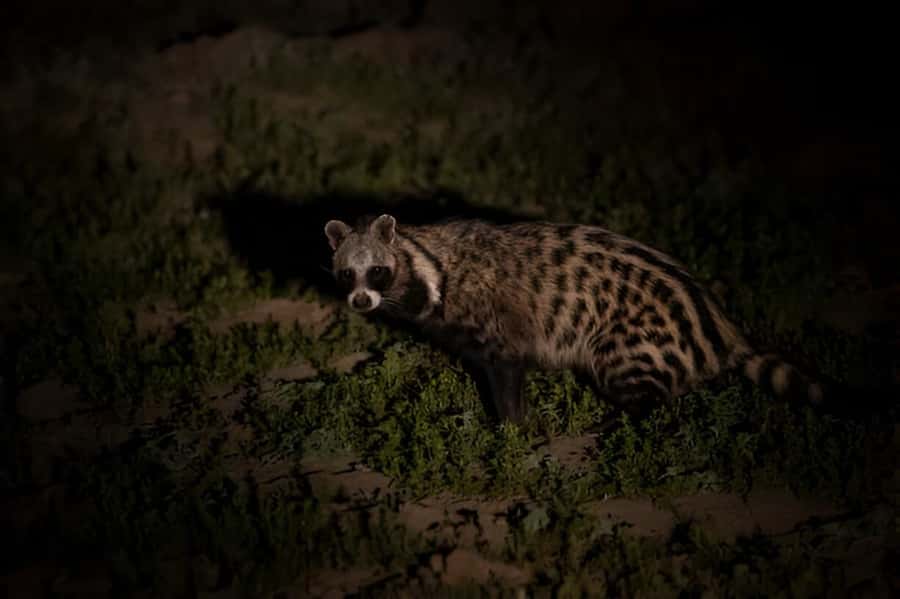 Evening Pilanesberg Safari Tour from Sun City - Who gets the most from this safari