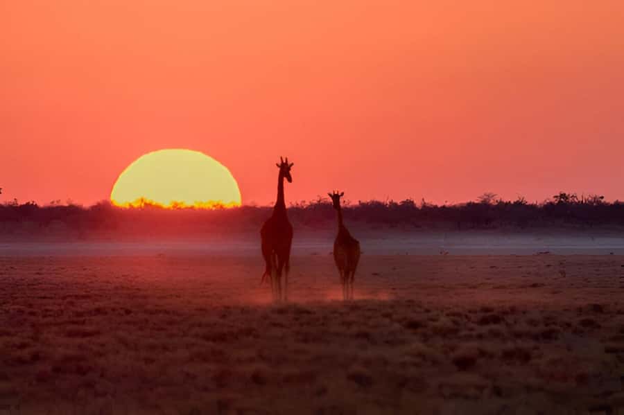 Evening Pilanesberg Safari Tour from Sun City - Timing, comfort, and simple preparation