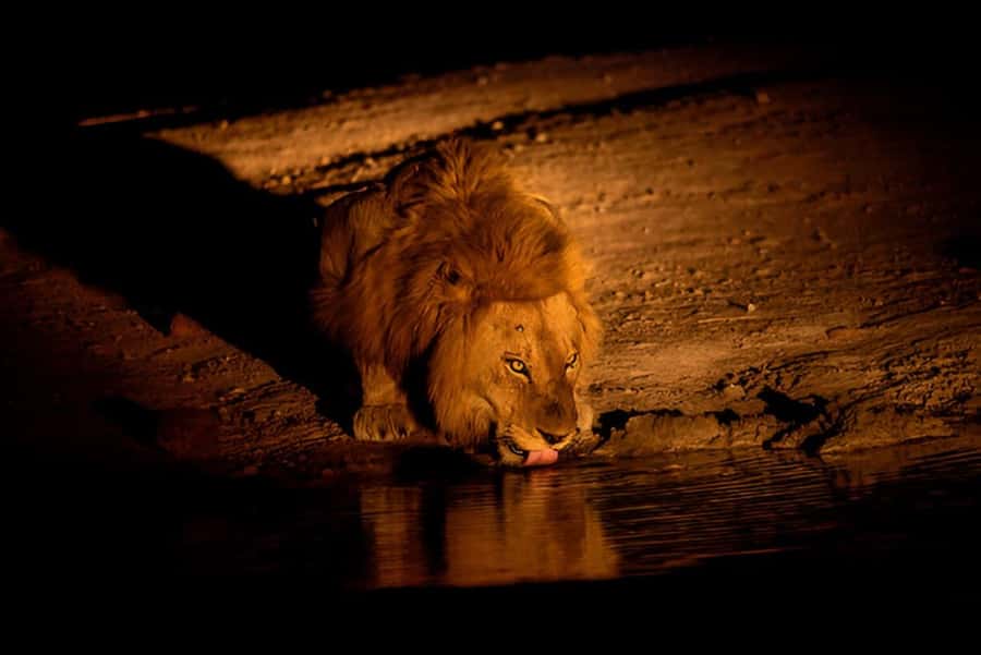 Evening Pilanesberg Safari Tour from Sun City - FAQ