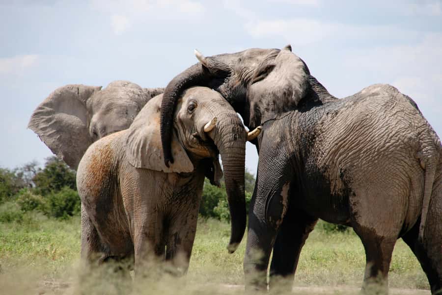 Experience an Amazing Big5 Safari near Cape Town! - Quick points to know before booking
