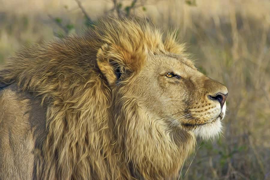 Experience an Amazing Big5 Safari near Cape Town! - From Cape Town to the Karoo edge