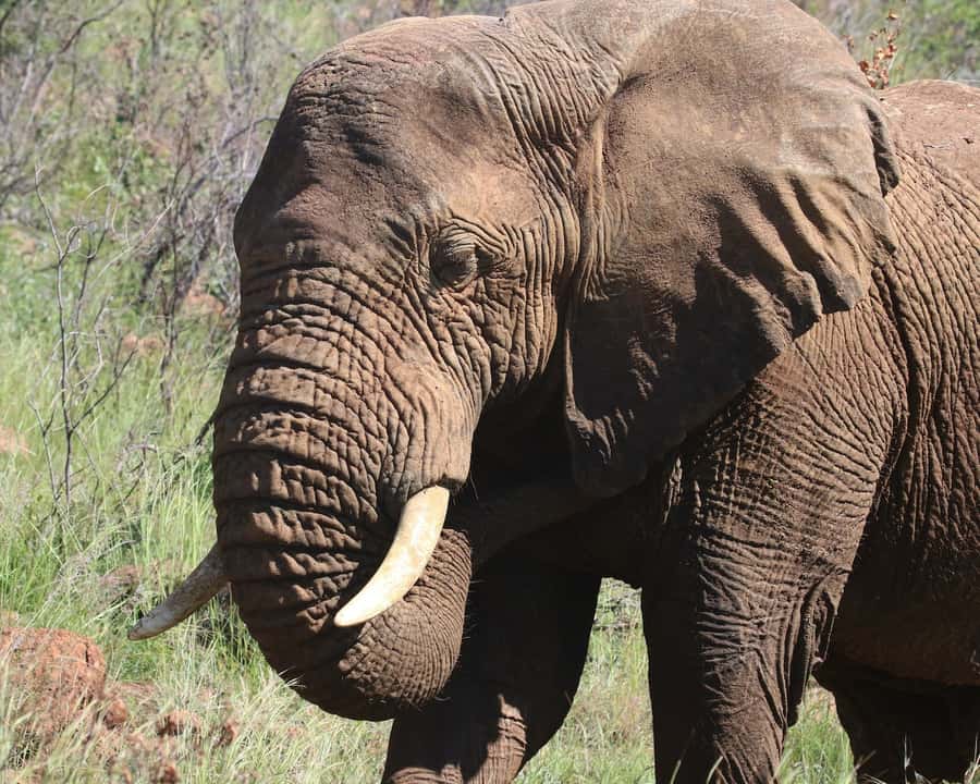 Experience an Amazing Big5 Safari near Cape Town! - Why the private transfer matters
