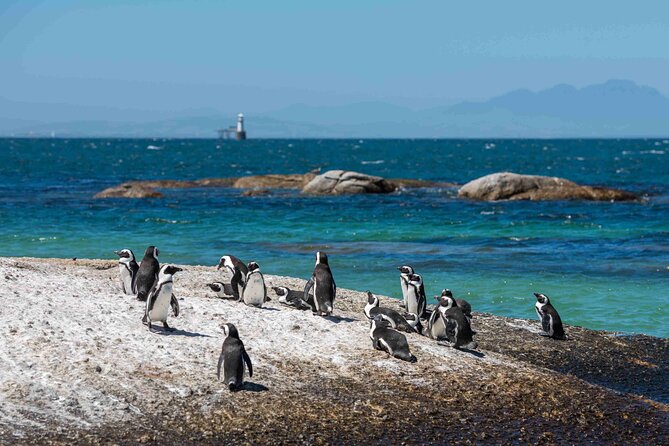 Explore Cape of Good Hope and Boulders Beach: Private Tour - Hout Bay and Seal Island