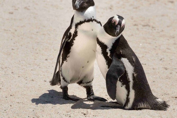 Explore Cape of Good Hope and Boulders Beach: Private Tour - Meeting the African penguins at Boulders Beach