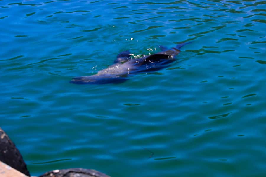 Explore Cape of Good Hope and Boulders Beach: Private Tour - What the $99 price really covers