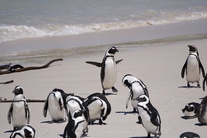 Explore Cape of Good Hope and Boulders Beach: Private Tour - Bo-Kaap and Clifton set the scene