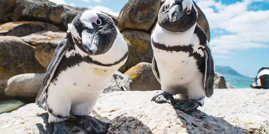 Explore: Cape of Good Hope and Penguins Full-Day Tour - Reaching the New Cape Point Lighthouse