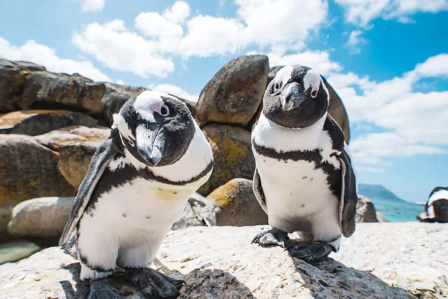 Explore: Cape of Good Hope and Penguins Full-Day Tour - Boulders Beach and the African penguins